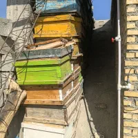 تعدادی کندو و یه عسل گیر