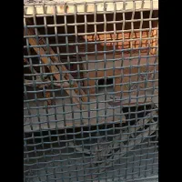 قفس عروس هلندی طوطی|لوازم جانبی حیوانات|رباط‌کریم, نصیرشهر|دیوار