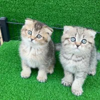 اسکاتیش بلک گلد و بلو گلد