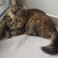 گربه گم شده|حیوانات|اراک, |دیوار