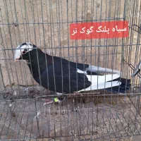 فروش کبوتر بازیکن