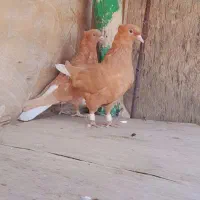 کبوترنروماده زرده دوم سفید|پرنده|شیراز, شهرک گلها|دیوار