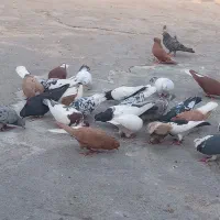 کبوتر رنگی دورگ همه رنگ|پرنده|رامشیر, |دیوار