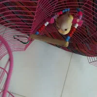 کوتوله برزیلی|پرنده|گرگان, |دیوار