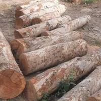 خریدارچوب درختان خیس وخشک صنعتی وزغالی|خدمات باغبانی و درختکاری|تهران, عبدلآباد|دیوار