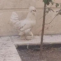 فروش مرغ|پرنده|یزدان شهر, |دیوار