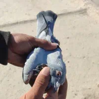 ماده پرغلط المانی