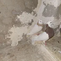 طوقی|پرنده|خرم‌آباد, |دیوار