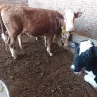 گوساله نروماده