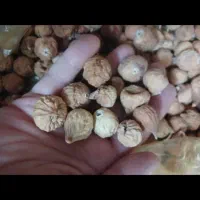 مغز گردو توت برگ زردالو پسته انجیر مویز کشمش|خوردنی و آشامیدنی|رباط‌کریم, شهرک صنعتی پرند|دیوار