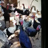 بوقلمون|حیوانات مزرعه|نورآباد, |دیوار