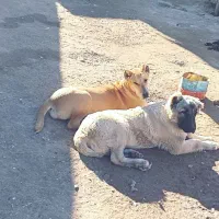 مادر پدر خرسی