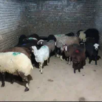 گوسفند فروشی گلستان تهران صالح آباد