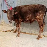 گوساله نر شاروله حدوداً ۲۰۰کیلو