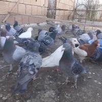 انواع کبوتر پلاکی دوبر|پرنده|خلخال, |دیوار