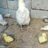 مرغ مادر با ۸ تا جوجه بوقلمون و ۸ تا جوجه قو غاز