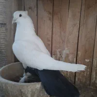 کفتر رنگی وپلاکی