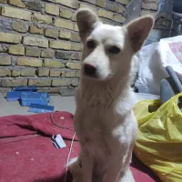 واگذاری  رایگان سگ تربیت شده خانگی