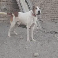 سگ نرخراسانی