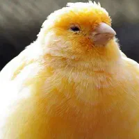 نگهدار پرنده شما