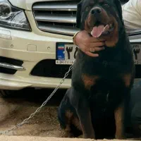 نر تیپ امریکایی