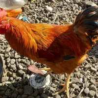 خروس|حیوانات مزرعه|ماسال, |دیوار