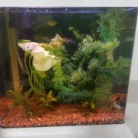 آکواریوم شیشه خم