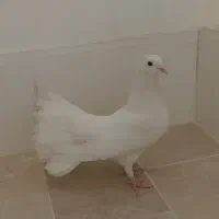 کبوتر دم چتری نر