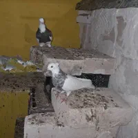 20جفت کبوتر طوقی|پرنده|رباط‌کریم, رباط‌کریم|دیوار