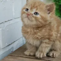 توله نارنجی بریتیش اسکاتیش|گربه|کرمان, |دیوار