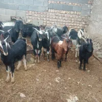 فروش بزوچپش ماده|حیوانات مزرعه|درودزن, |دیوار