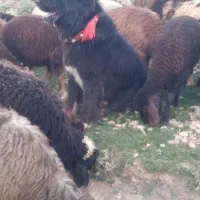 واگذاری سگ گله ای دهن پاک|سگ|چنارود, |دیوار