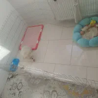 سگ پامر خرسی مینیاتوری کوچولو همراه وسایلش|سگ|خرمآباد, |دیوار