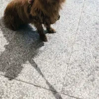 سگ پا کوتاه