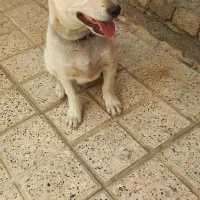 سگ پاکوتاه