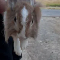 خرگوش