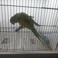 جفت راهب آبی سبز جوانه نیمه دستی سخنگو