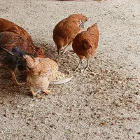 مرغ‌‌واروک