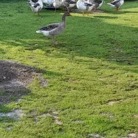 غاز محلی و نمایی|حیوانات مزرعه|گوراب زرمیخ, |دیوار