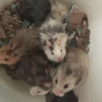 همستر  نژاد سوری|موش و خرگوش|ابهر, |دیوار