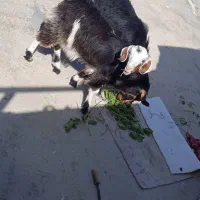 بز همراه با بزغاله
