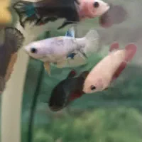 فروش ویژه ماهی فایتر گیاه روآبی و حلزون|ماهی|کرمانشاه, |دیوار