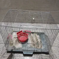 قفس بزرگ برا هر پرنده ای