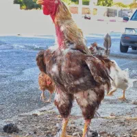 دو عدد خروس پاپر محلی و مرغ زینتی سالم و سر حال|حیوانات مزرعه|صحنه, |دیوار
