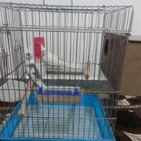 جفت هلندی عتیقه شرط تخم بچ|پرنده|شوشتر, |دیوار