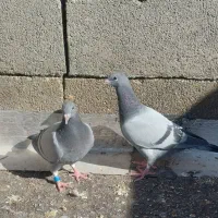 جوجه مسافتی  عالی