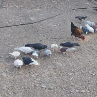 ۴۰ تا ۵۰ کفتر قیمت توافقی