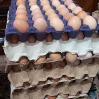 تخم مرغ محلی زرده طلایی