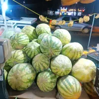 هندوانه گوسفندی۱۰ هزار