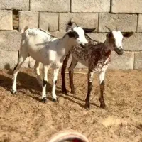 عربی بز|حیوانات مزرعه|کنگاور, |دیوار